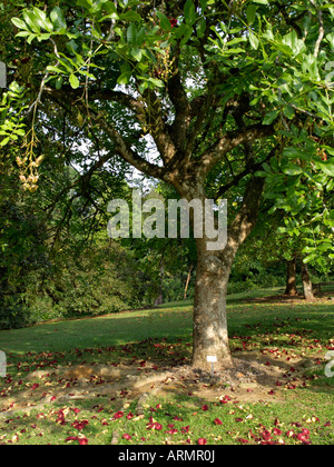 Sausage tree (Kigelia africana syn. Kigelia pinnata) Stock Photo