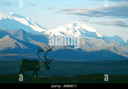 barren ground carribu, reindeer (Rangifer tarandus caribou), in front of mountain scenery, USA, Alaska