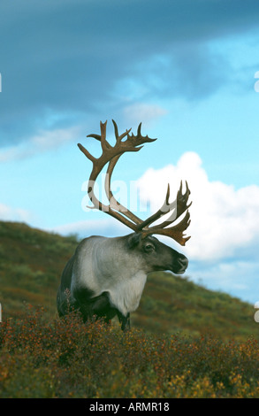 barren ground carribu, reindeer (Rangifer tarandus caribou), portrait, USA, Alaska