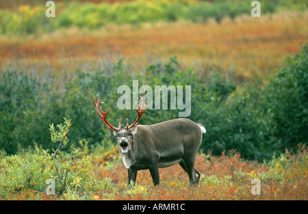 barren ground carribu, reindeer (Rangifer tarandus caribou), bull curling lips, USA, Alaska