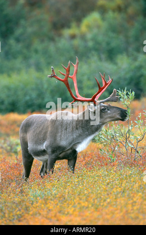barren ground carribu, reindeer (Rangifer tarandus caribou), standing in autumn coloured tundra, USA, Alaska