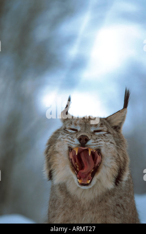 Eurasian lynx (Lynx lynx), yawning Stock Photo