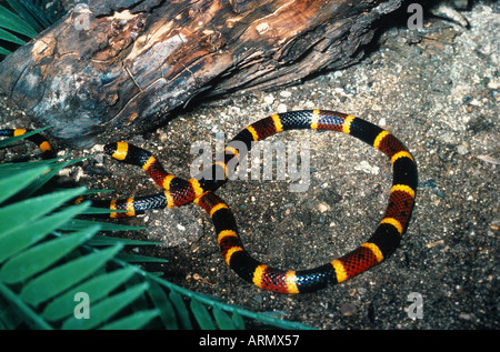 harlequin coral snake, eastern coral snake (Micrurus fulvius), warning coloration Stock Photo