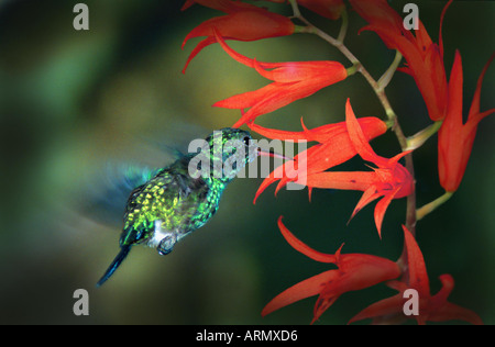 violet-bellied hummingbird (Damophila julie), hovering on front of a blossom Stock Photo