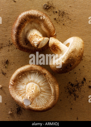 Top shot close up of Fresh raw uncooked shiitake mushrooms isolated on a table Stock Photo