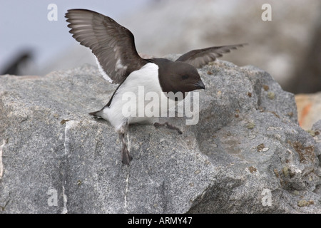 little auk (Alle alle), flapping wings, Norway, Spitsbergen, Jun 05. Stock Photo