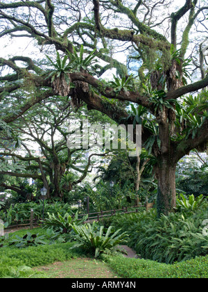 Rain tree (Albizia saman) and bird's nest fern (Asplenium nidus), Fort Canning Park, Singapore Stock Photo