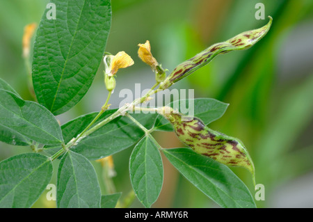 Pigeon Pea, Catjang Pea, Red Gram (Cajanus cajan), twig with flowers and fruit Stock Photo