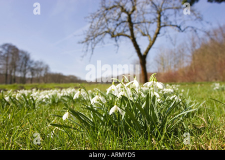common snowdrop (Galanthus nivalis), in a meadow, Germany, Oerlinghausen Stock Photo