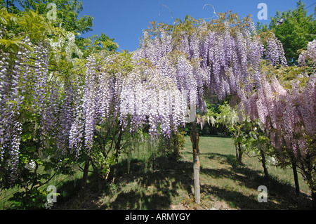 Glycine, Wisteria sinensis Stock Photo - Alamy