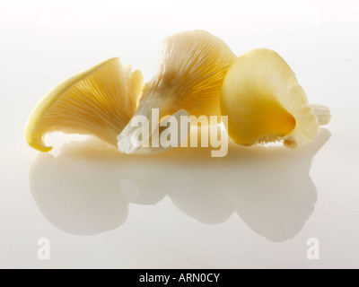 close up Raw  fresh picked un-cooked Yellow Oyster mushrooms isolated  on a white background Stock Photo
