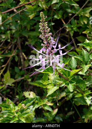 Cat's whiskers (Orthosiphon aristatus 'Purple') Stock Photo