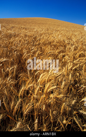 Agriculture ripe wheat in field with blue sky, British Columbia, Canada. Stock Photo