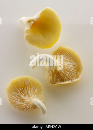 close up Raw  fresh picked un-cooked Yellow Oyster mushrooms isolated  on a white background Stock Photo