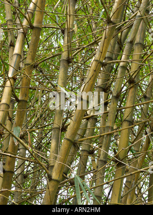 Golden bamboo (Bambusa vulgaris 'Vittata') Stock Photo