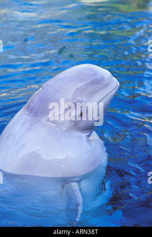 Beluga Whale, Vancouver Aquarium, British Columbia, Canada. Stock Photo