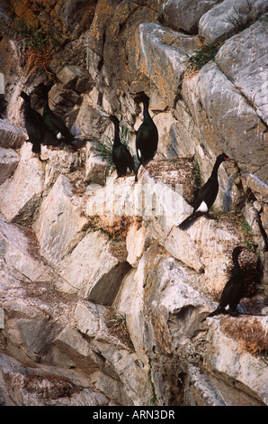 Pelagic Cormorant (Phalacrocorax pelagicus) nests on Mandarte Island, Gulf Islands, British Columbia, Canada. Stock Photo