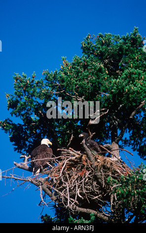 Bald Eagle (Haliaeetus leucocephalus) on nest with large offspring, Vancouver Island, British Columbia, Canada. Stock Photo