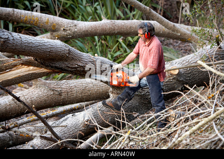 Man 63 using chainsaw to cut large tree into timber Stock Photo