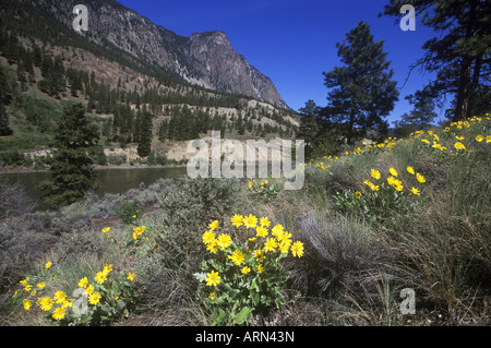 Arrowroot Balsam bloom in spring in interior Knox Mountain Park, Kelowna, British Columbia, Canada. Stock Photo