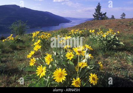 Arrowroot Balsam bloom in spring in interior Knox Mountain Park, Kelowna, British Columbia, Canada. Stock Photo