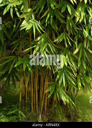 Golden bamboo (Bambusa vulgaris) Stock Photo