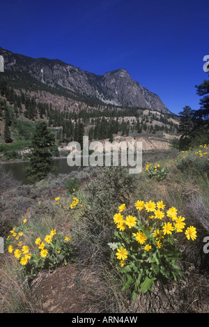 Arrowroot Balsam bloom in spring in interior Knox Mountain Park, Kelowna, British Columbia, Canada. Stock Photo