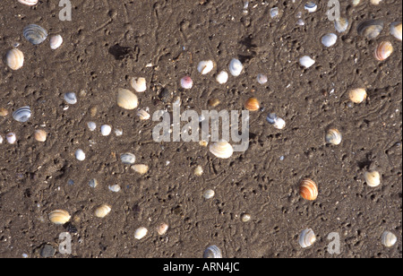 Shells embedded in sand on the beach in Weston Bay Severn Estuary protected area Stock Photo