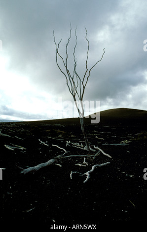 Volcano Tree Stumps Devastation Trail in Hawaii Volcanoes National Park showcases the ...