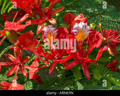 Flamboyant (Delonix regia) Stock Photo