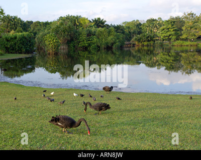 Eco Lake with black swans, Singapore Botanic Gardens Stock Photo