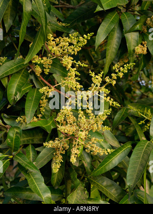 Mango (Mangifera indica) Stock Photo