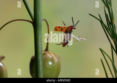Spotted asparagus beetle (Crioceris duodecimpunctata) Stock Photo