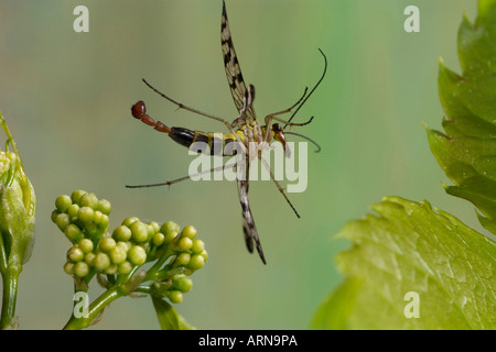 Scorpion fly (Panorpa communis) Stock Photo