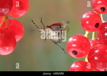 Sloe Bug (Dolycoris baccarum) Stock Photo