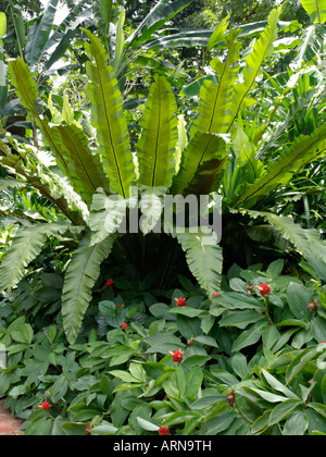 Bird's nest fern (Asplenium nidus) and spiral ginger (Costus) Stock Photo