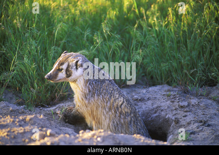 Badger (Taxidea taxus), British Columbia, Canada. Stock Photo