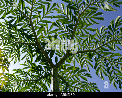 Elephant yam (Amorphophallus paeoniifolius) Stock Photo