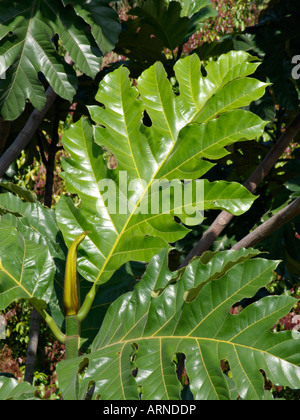 Breadfruit (Artocarpus altilis) Stock Photo