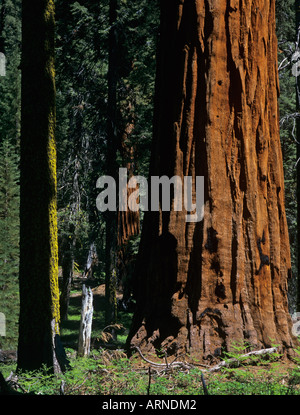 Giant Sequioas (Sequoiadendron giganteum), Sequoia NP, California, USA Stock Photo