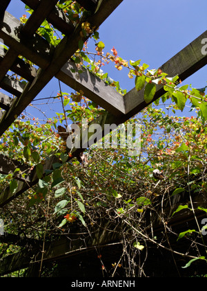 Chinese hat plant (Holmskioldia sanguinea) Stock Photo