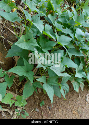 Sweet potato (Ipomoea batatas) Stock Photo