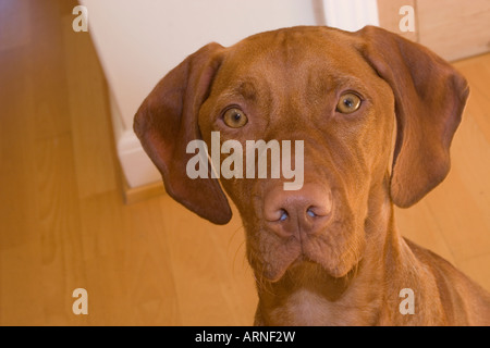 head and shoulder shot of Hungarian Vizla pedigree dog Stock Photo