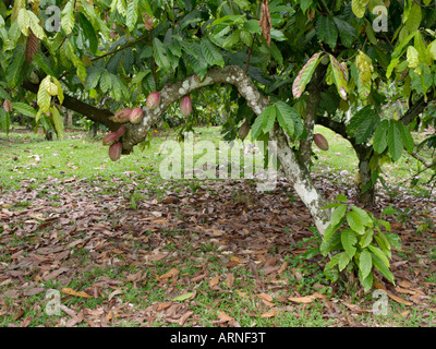 Cacao tree (Theobroma cacao) Stock Photo