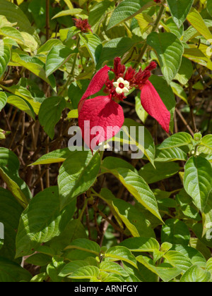 Red flag bush (Mussaenda erythrophylla) Stock Photo