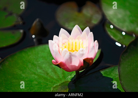 Water Lily - Nymphaea candida Stock Photo