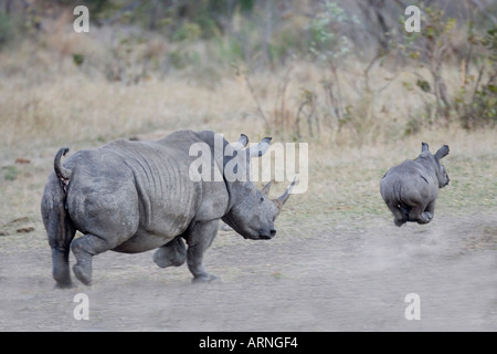 white rhinoceros, square-lipped rhinoceros, grass rhinoceros (Ceratotherium simum), mother with calf running away, South Africa Stock Photo