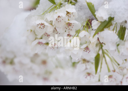 Apple blossoms covered with snow. Stock Photo