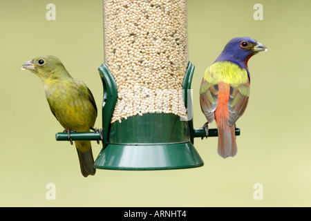 Painted Buntings on Feeder with Millet Seed Stock Photo