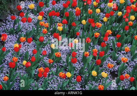 Butchart Gardens, spring flower display, tulips and phlox, Victoria, Vancouver Island, British Columbia, Canada. Stock Photo